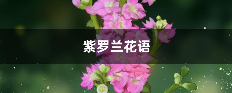 紫罗兰花语 紫罗兰花语