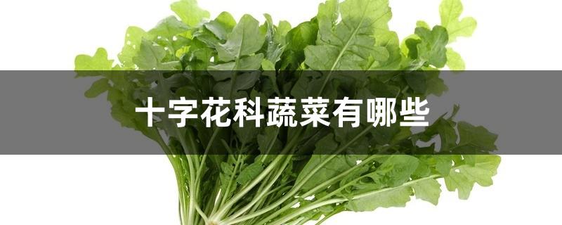 十字花科蔬菜有哪些