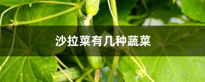 沙拉菜有几种蔬菜