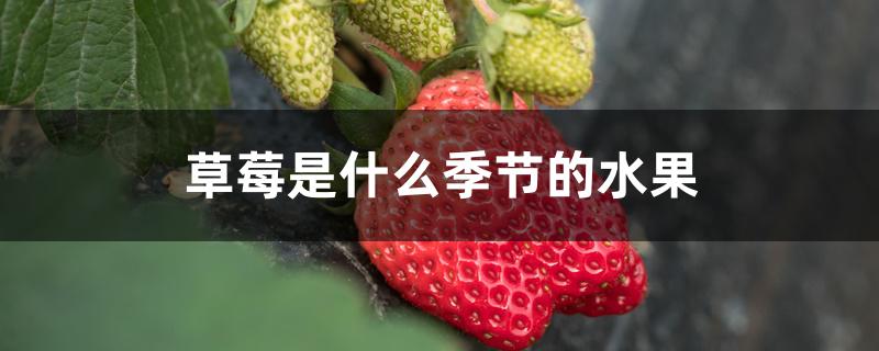 草莓是什么季节的水果 草莓是什么季节的水果