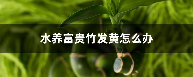 水养富贵竹发黄怎么办 水养富贵竹发黄怎么办