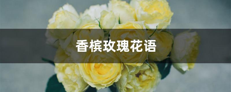 香槟玫瑰花语 香槟玫瑰花语