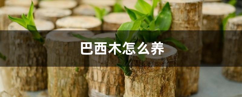 巴西木怎么养 巴西木怎么养