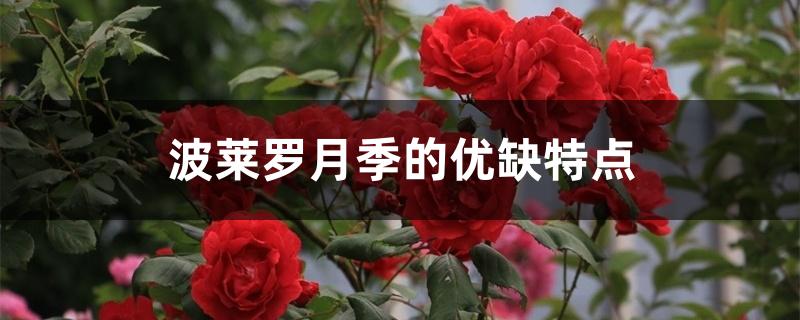 波莱罗月季的优缺特点 波莱罗月季的优缺特点