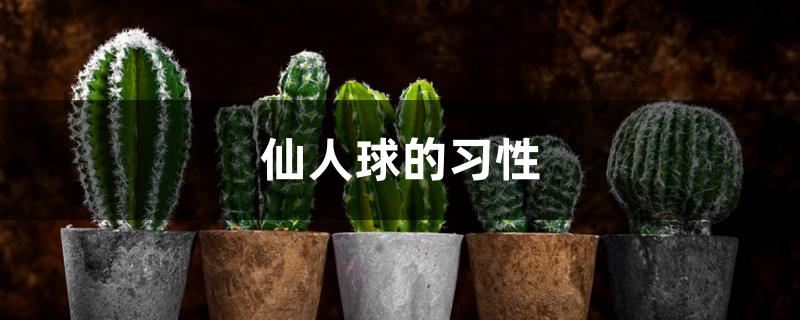 仙人球的习性 仙人球的习性