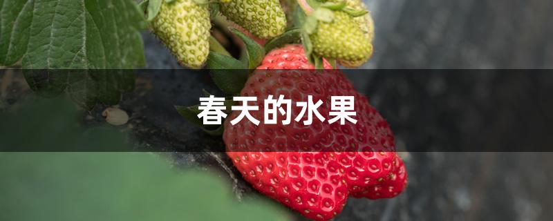 春天的水果 春天的水果