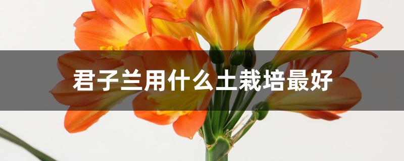君子兰用什么土栽培最好 君子兰用什么土栽培最好