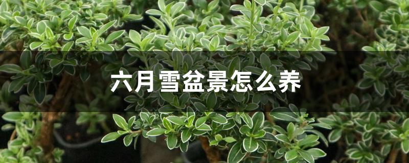 六月雪盆景怎么养 六月雪盆景怎么养