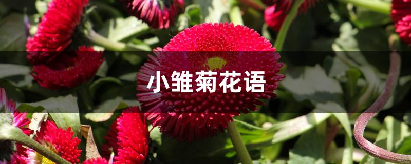 小雏菊花语 小雏菊花语