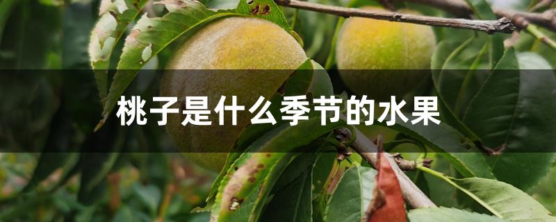 桃子是什么季节的水果 桃子是什么季节的水果