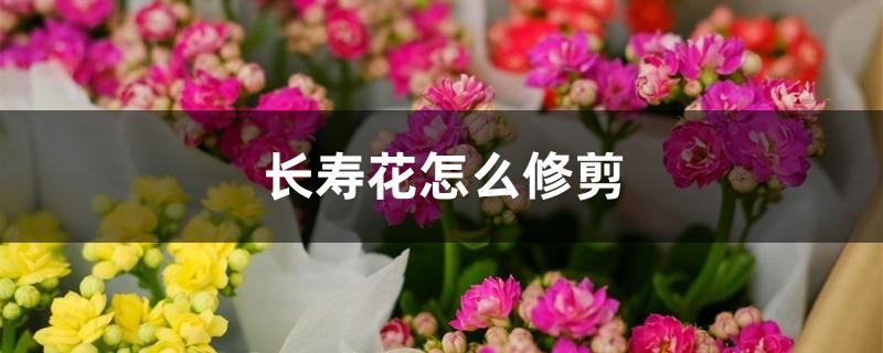长寿花怎么修剪 长寿花怎么修剪