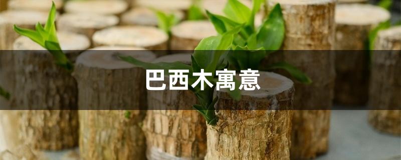巴西木寓意 巴西木寓意