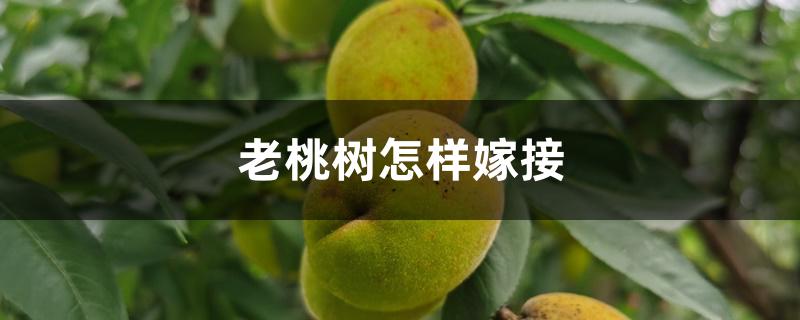 老桃树怎样嫁接 老桃树怎样嫁接