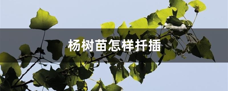 杨树苗怎样扦插 杨树苗怎样扦插