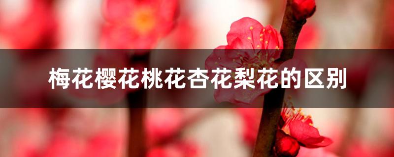 梅花樱花桃花杏花梨花的区别 梅花樱花桃花杏花梨花的区别