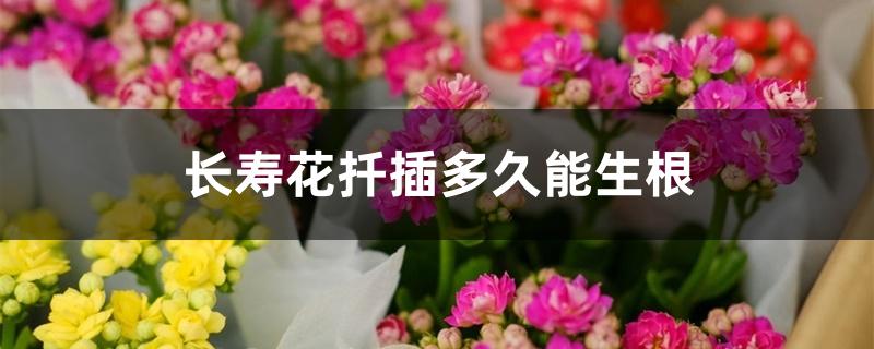 长寿花扦插多久能生根 长寿花扦插多久能生根
