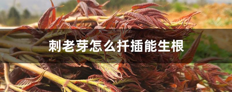刺老芽怎么扦插能生根 刺老芽怎么扦插能生根