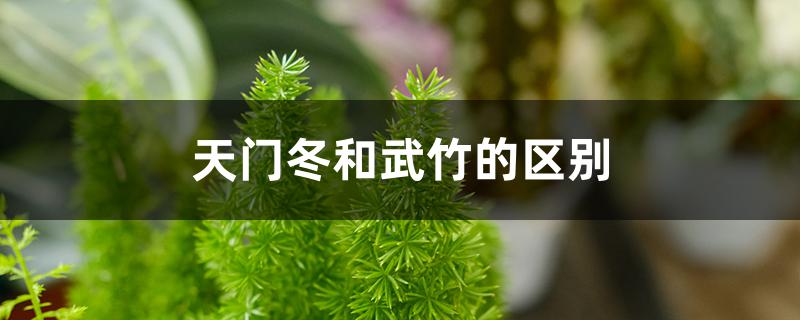 天门冬和武竹的区别 天门冬和武竹的区别