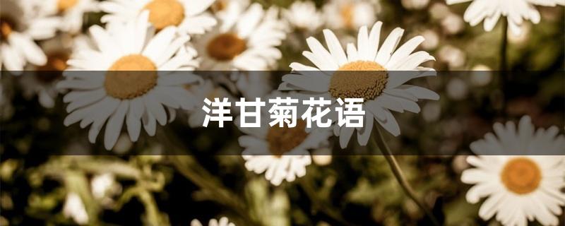 洋甘菊花语 洋甘菊花语
