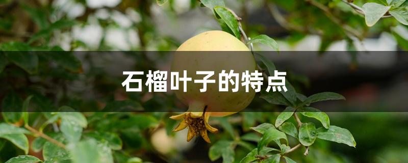 石榴叶子的特点 石榴叶子的特点