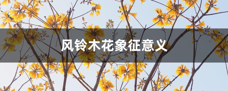 风铃木花象征意义 风铃木花象征意义