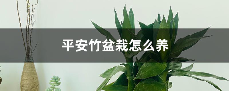 平安竹盆栽怎么养 平安竹盆栽怎么养