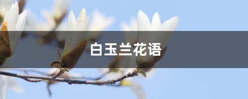 白玉兰花语 白玉兰花语