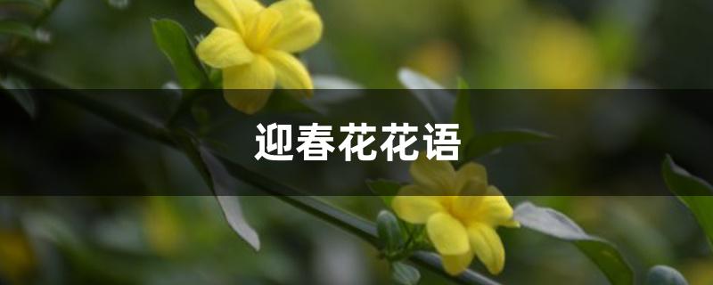 迎春花花语 迎春花花语