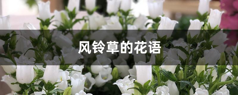 风铃草的花语 风铃草的花语