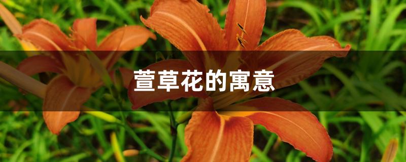 萱草花的寓意 萱草花的寓意