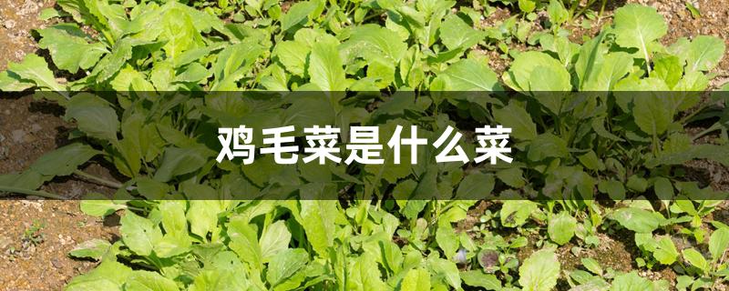 鸡毛菜是什么菜 鸡毛菜是什么菜