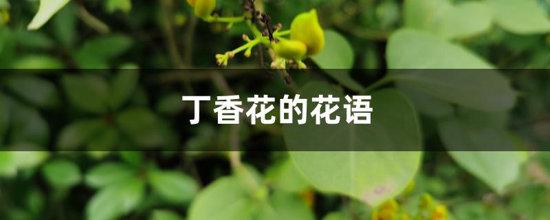 丁香花的花语 丁香花的花语