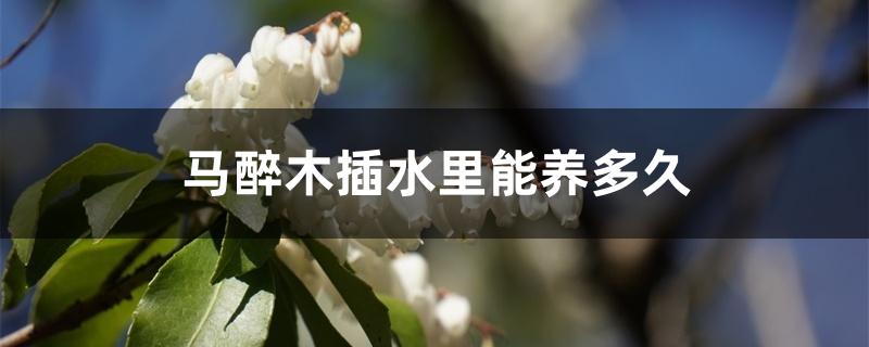 马醉木插水里能养多久 马醉木插水里能养多久