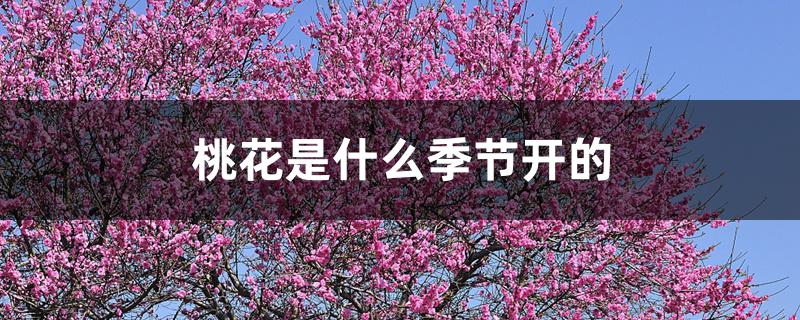 桃花是什么季节开的 桃花是什么季节开的