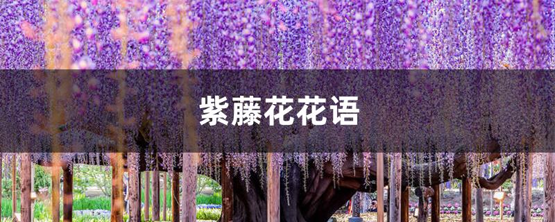 紫藤花花语 紫藤花花语