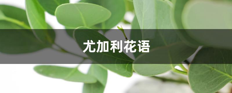 尤加利花语 尤加利花语