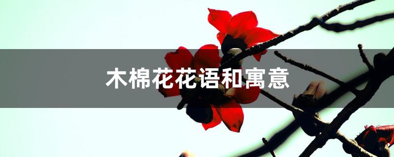 木棉花花语和寓意 木棉花花语和寓意