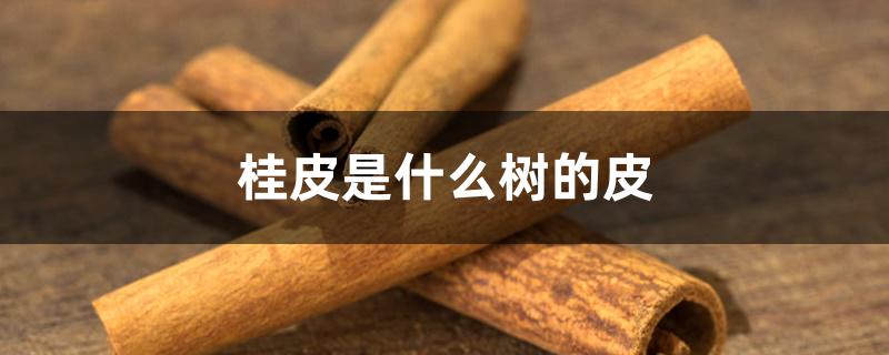 桂皮是什么树的皮 桂皮是什么树的皮