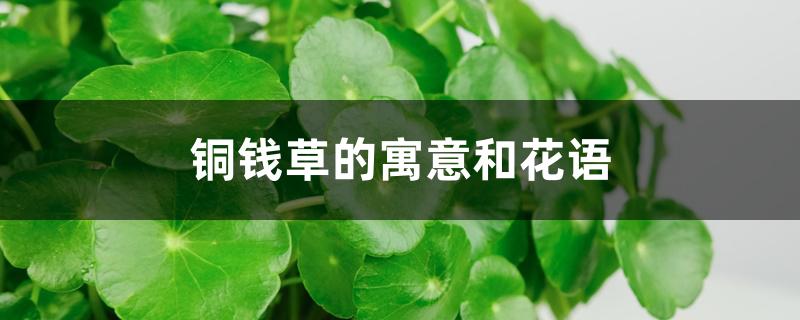 铜钱草的寓意和花语 铜钱草的寓意和花语