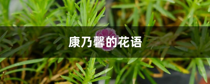 康乃馨的花语