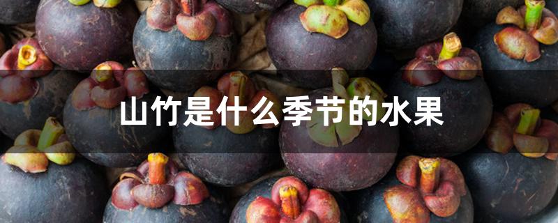 山竹是什么季节的水果 山竹是什么季节的水果