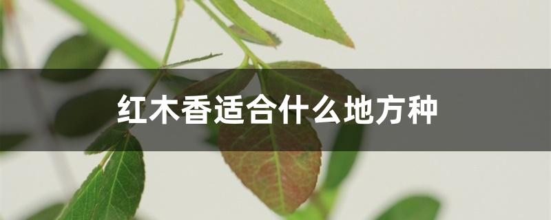 红木香适合什么地方种 红木香适合什么地方种