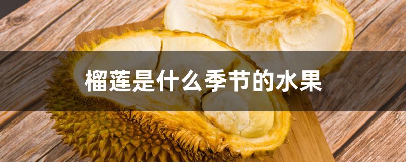 榴莲是什么季节的水果 榴莲是什么季节的水果
