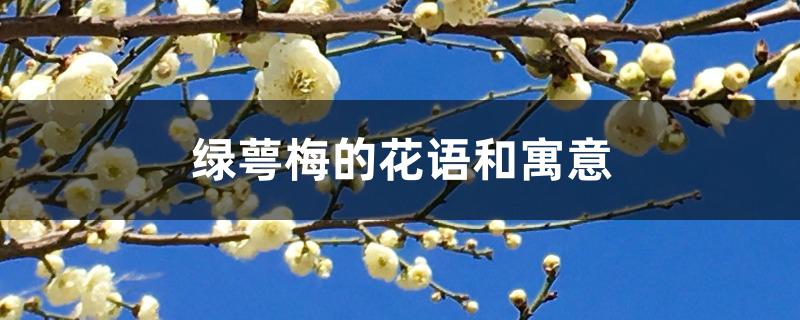 绿萼梅的花语和寓意 绿萼梅的花语和寓意