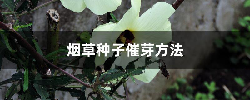 烟草种子催芽方法 烟草种子催芽方法