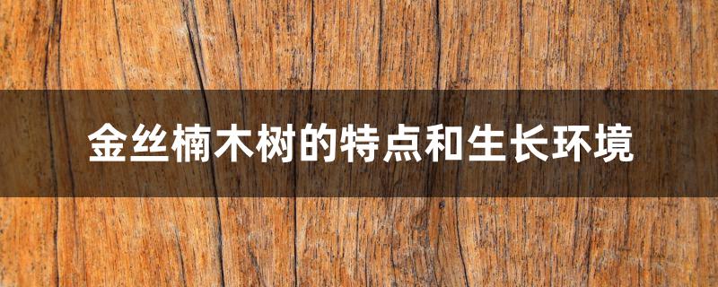 金丝楠木树的特点和生长环境 金丝楠木树的特点和生长环境