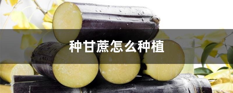 种甘蔗怎么种植 种甘蔗怎么种植