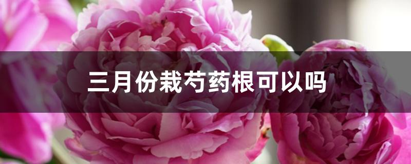 三月份栽芍药根可以吗 三月份栽芍药根可以吗