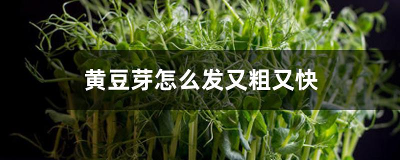 黄豆芽怎么发又粗又快 黄豆芽怎么发又粗又快