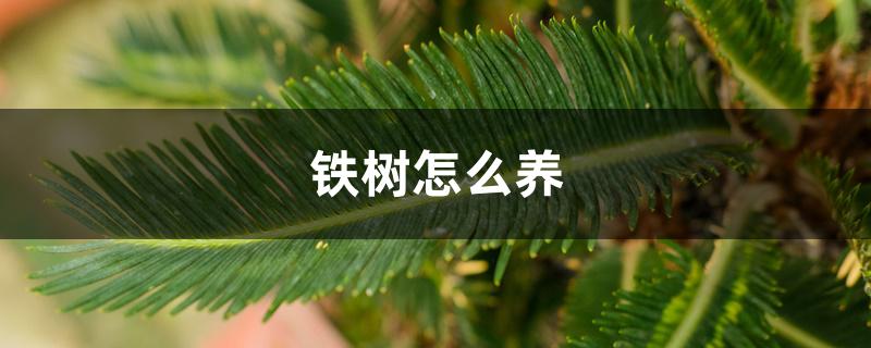 铁树怎么养 铁树怎么养
